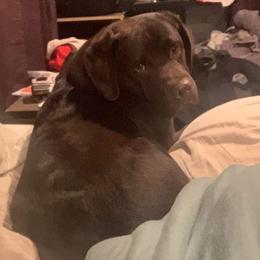 Goose - Labrador Retriever