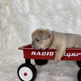 French Bulldog Puppies from Cuddlebug Frenchies