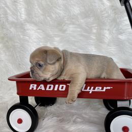 French Bulldog Puppies from Cuddlebug Frenchies