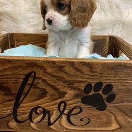 Cavalier King Charles Spaniel Puppies from Heaven Sent Cavaliers