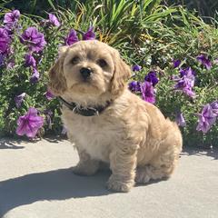 Cavachon, Cavalier King Charles Spaniel, and Cavapoo Puppies from Cavachon Love
