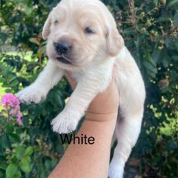 White collar - Golden female Golden Retriever puppy in Jesup, Georgia from Painted Platinum Retrievers (Painted Platinum Kennel) PPK