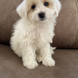 Goldendoodle and Golden Retriever Puppies from Darling Doodles of Licking County