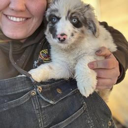 Aussiedoodle, Bulldog, Miniature Australian Shepherd, Poodle, and Toy Australian Shepherd Puppies from Mowry Creek Mini Aussiedoodles and More