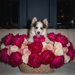 Bear - Black and white male Pomsky puppy in Bucyrus, Missouri from Hill Top Pomskies