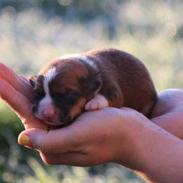 Winston - Sable and white male American Corgi puppy in Scio, Oregon from Abundant Joy Corgis