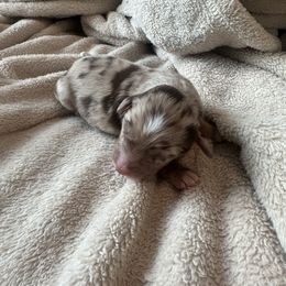 Oscar - Red merle male Miniature Australian Shepherd puppy in Jacksonville, Florida from Bentley’s Aussies
