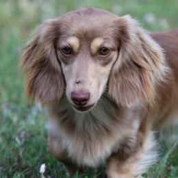 Dachshunds from Destiny's Dachshunds