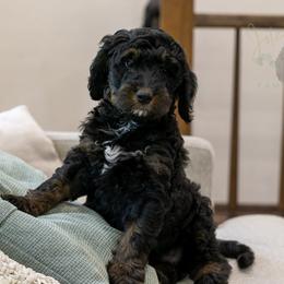Denali - Phantom female Bernedoodle puppy in Eureka, Illinois from Joley Aire Family Dogs