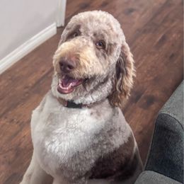 Gladys - female Newfypoo puppy in California from Diaz Family Acres Doodles