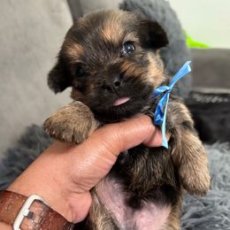Puppy 1 with BLUE ribbon - Black and tan male Shorkie puppy in Albemarle, North Carolina from Wilson Kennel