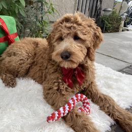 Goldendoodle Puppies from Dhalia’s Doodles