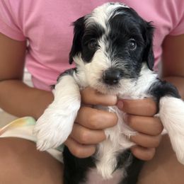 Pippa - Black and white female Bernedoodle puppy in Coventry, Rhode Island from Timber Trail Bernedoodles RI
