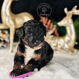 Purple girl - Tri-color female Bernedoodle puppy in Waukesha, Wisconsin from Bernedoodle Boutique (and Cavapoos)