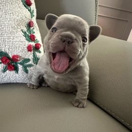 Honey - Blue fawn female French Bulldog puppy in Winter Haven, Florida from Frenchie Wednesdays