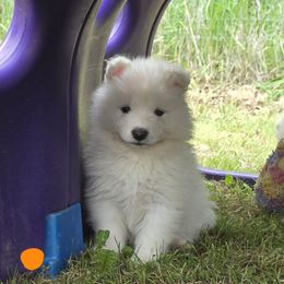 Samoyed Puppies from Limelight Samoyeds