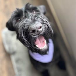 Giant Schnauzer puppies from Schnauzer Paw Homestead