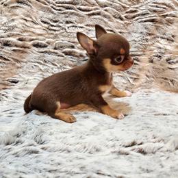 Clarice's light chocolate and tan - Chocolate and tan female Chihuahua puppy in Richmond, Virginia from Breens