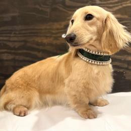 Angel - Dachshund