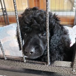 Clarice - Black female Poodle puppy in Myrtle Beach, South Carolina from Shiann Poodles