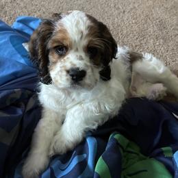 Cocker Spaniel Puppies from Home Grown Cocker Spaniels