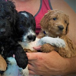 Goldendoodle Puppies from RiversDoodles