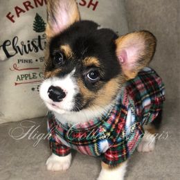 Fig - Black and tan male Pembroke Welsh Corgi puppy in Benton, Arkansas from High Cotton Corgis