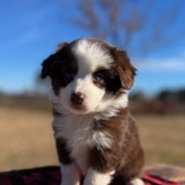Miniature Australian Shepherds from Magnolia Spring Aussies