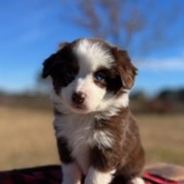 Miniature Australian Shepherds from Magnolia Spring Aussies