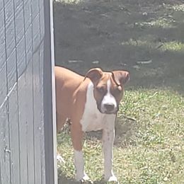 American Staffordshire Terrier Puppies from Kayo Kennel