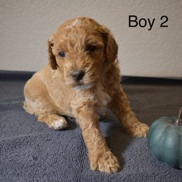 Boy 2 - Apricot male Goldendoodle puppy in Colorado Springs, Colorado from Pikes Peak Doodles