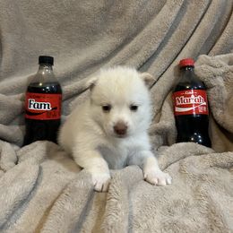Girl runt - White female Pomsky puppy in Harpers Ferry, West Virginia from Brandie Kelley