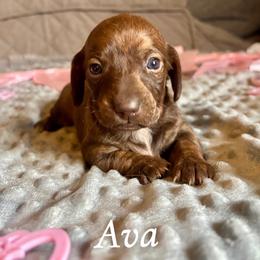 Ava - Red female Dachshund puppy in Aiken, South Carolina from State Eight Dachshunds