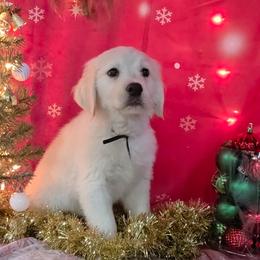 Bailey's puppies - Light golden male Golden Retriever puppy in Salem, Ohio from Golden Pride Retrievers