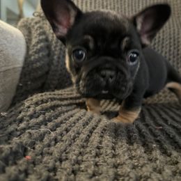 French Bulldog Puppies from Willamette Valley Doodles