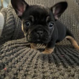 French Bulldog Puppies from Willamette Valley Doodles