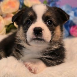 Astro - Black and tan male Companion Cross puppy in Austin, Texas from Cutest Corgi's of Austin