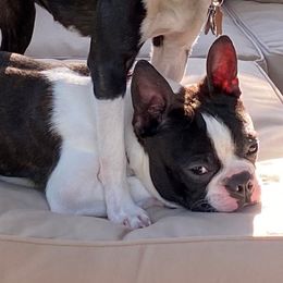 Pablo - Boston Terrier