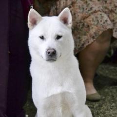 Kishu Ken All Grown Up from Ourou Sou