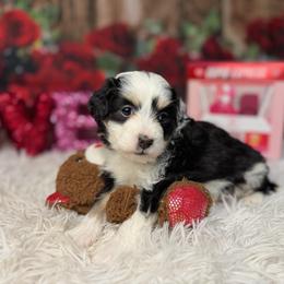 Kisses - Tri-color female Bernedoodle puppy in Lake Panasoffkee, Florida from Donnas Deluxe Doodles LLC