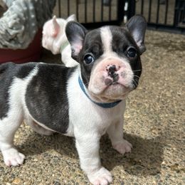 Brindle Pied Male - Brindle and white male French Bulldog puppy in Belfair, Washington from SnortVille Frenchies & CreekSide Mini Doxies