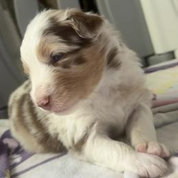 Peyton - Red merle female Australian Shepherd puppy in Sudbury, Massachusetts from Wild Atlantic  Aussies
