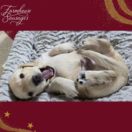 Frosty - Limited AKC - Christmas Puppy - Cream male Dachshund puppy in California from Farmhouse Sausages