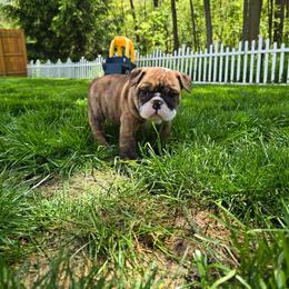 Zeus - Red brindle and white male Bulldog puppy in Strongsville, Ohio from Magnifique Bulldogs