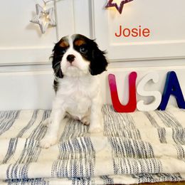 Cavalier King Charles Spaniel Puppies from Parks Cavaliers