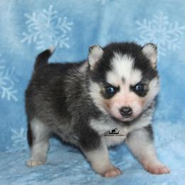 Peter - Black and white male Pomsky puppy in Stockton, Utah from Mischa Nelson
