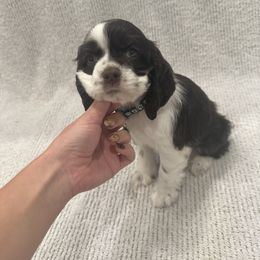 Sugar Plum - Brown and white female Cocker Spaniel puppy in Oklahoma City, Oklahoma from BRX Country Cockers LLC