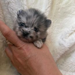 Jacob - Blue merle male Pomeranian puppy in Enumclaw, Washington from SantaAnna Pomeranians