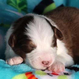 Margarita - Red tri-color female Australian Shepherd puppy in Springville, New York from RisingStar Australian Shepherds