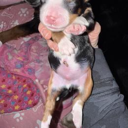 Red - Tri-color male Bernedoodle puppy in Curtice, Ohio from The Pink Doghouse